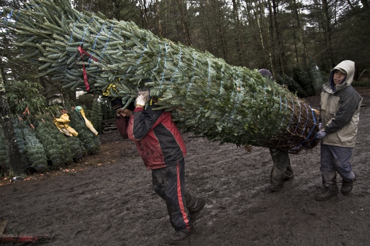 christmas trees