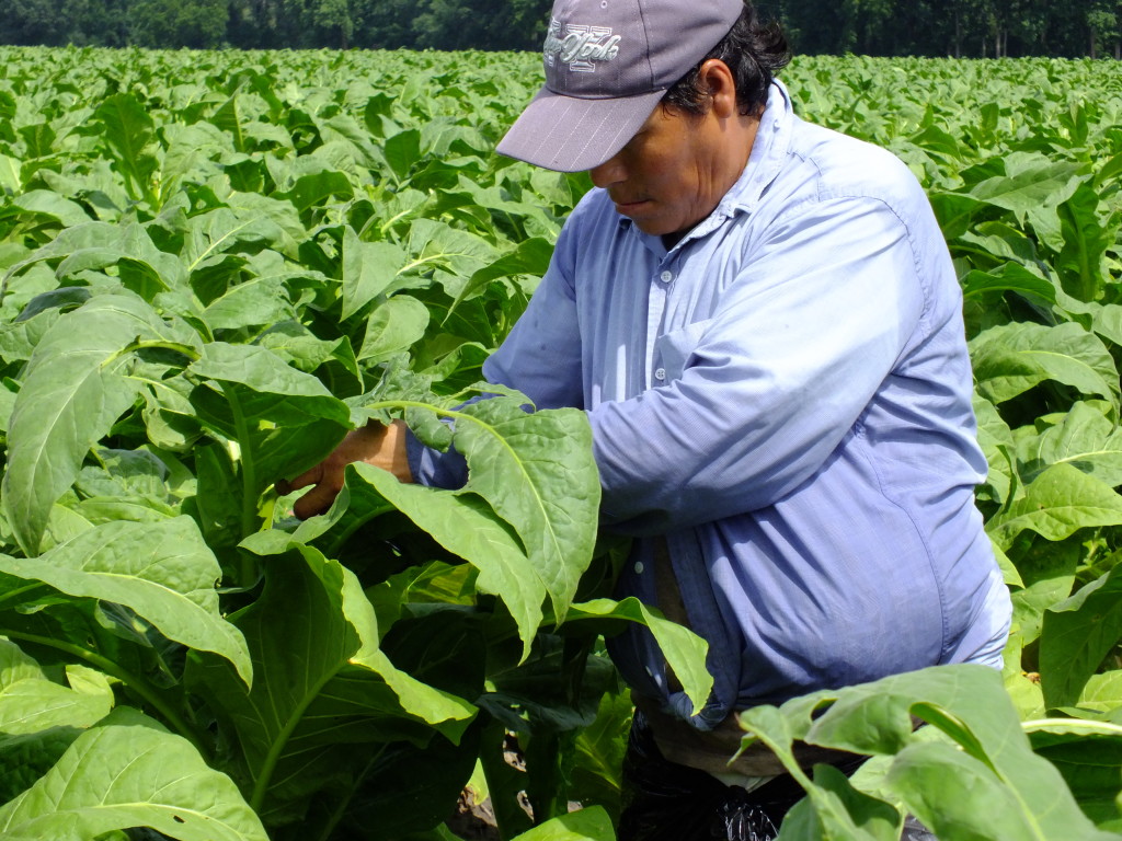 Occupational Health Risks Farmworker Unit